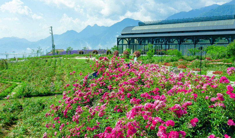 Thung lũng hoa hồng lớn nhất Việt Nam