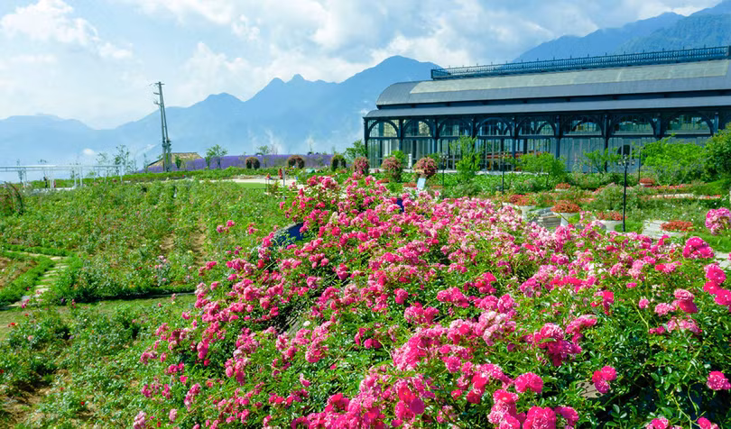 Thung lũng hoa hồng lớn nhất Việt Nam