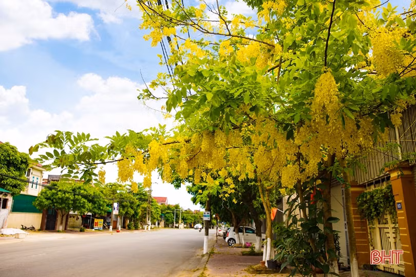 Muồng hoàng yến vàng rực khắp phố phường Hà Tĩnh