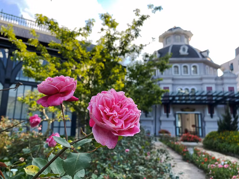 Thung lũng hoa hồng lớn nhất Việt Nam