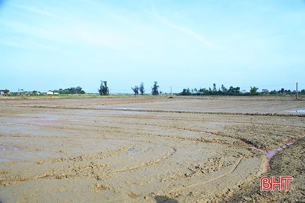 Lão nông Hà Tĩnh “mê” ruộng, thu hoạch 45 tấn lúa/vụ