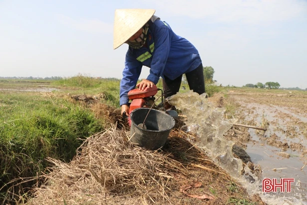 “Dẻo thơm một hạt đắng cay muôn phần”