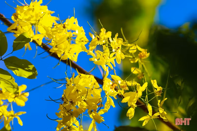 Muồng hoàng yến vàng rực khắp phố phường Hà Tĩnh