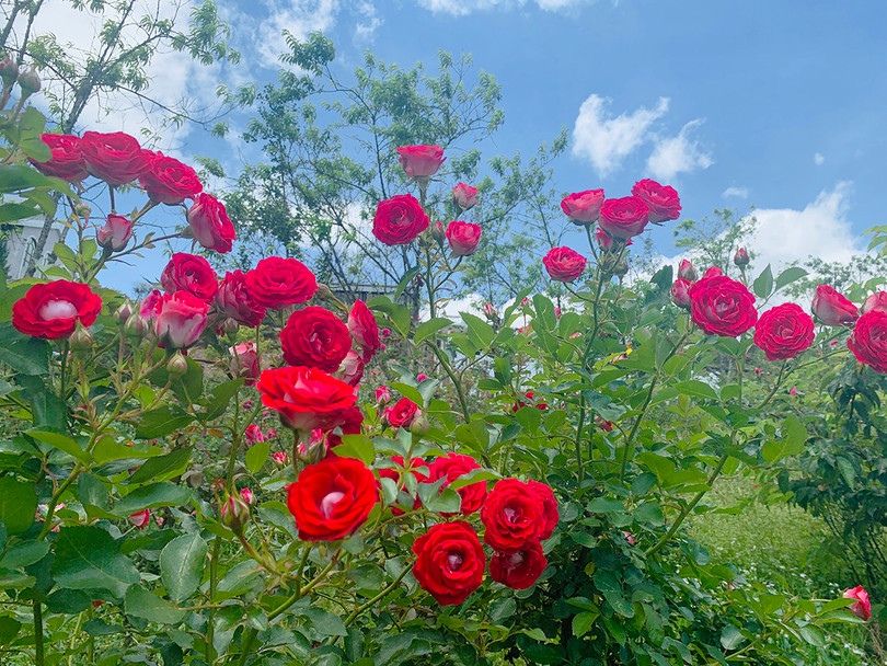 Thung lũng hoa hồng lớn nhất Việt Nam