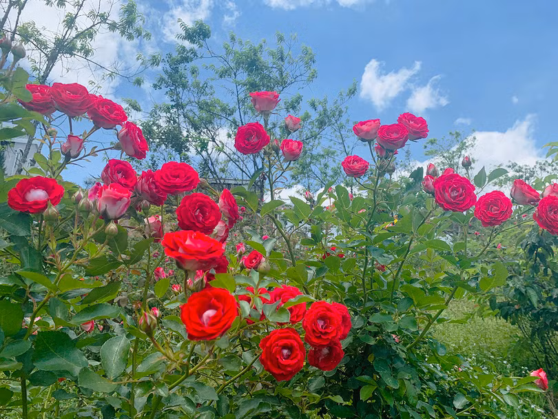 Thung lũng hoa hồng lớn nhất Việt Nam