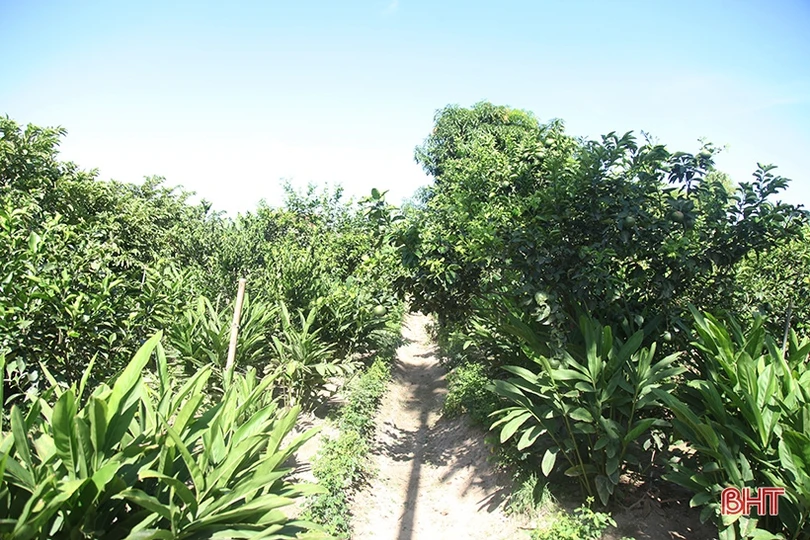 Người thương binh thu nhập hàng trăm triệu đồng nhờ xóa bỏ vườn tạp