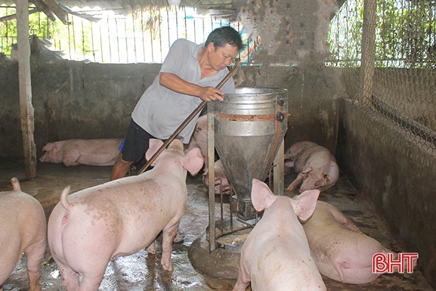Hết dịch tả lợn châu Phi, người chăn nuôi Hà Tĩnh yên tâm tái đàn “đón” Tết