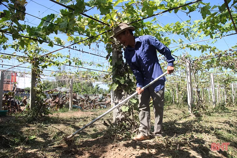 Người thương binh thu nhập hàng trăm triệu đồng nhờ xóa bỏ vườn tạp