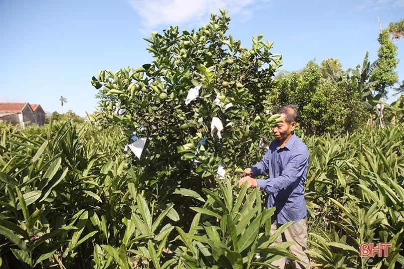 Người thương binh thu nhập hàng trăm triệu đồng nhờ xóa bỏ vườn tạp