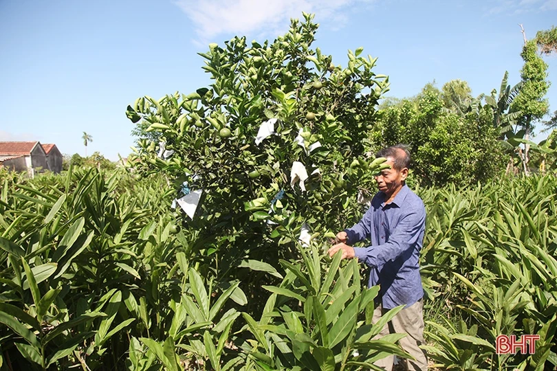 Người thương binh thu nhập hàng trăm triệu đồng nhờ xóa bỏ vườn tạp