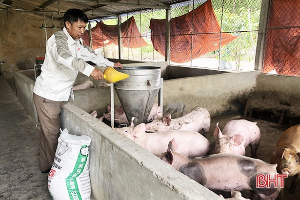 Hết dịch tả lợn châu Phi, người chăn nuôi Hà Tĩnh yên tâm tái đàn “đón” Tết