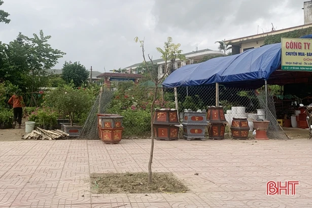 Mua cây cảnh dạo, nhiều người dân Hà Tĩnh “ăn quả lừa”!