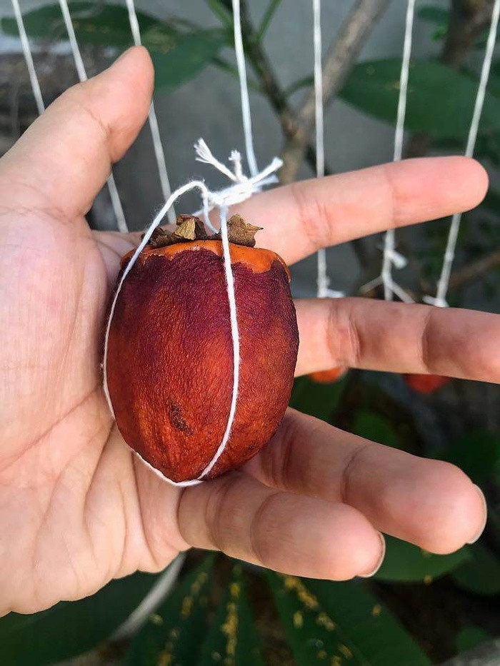 Bí quyết làm hồng treo gió ngọt ngào, đậm vị cho mùa thu