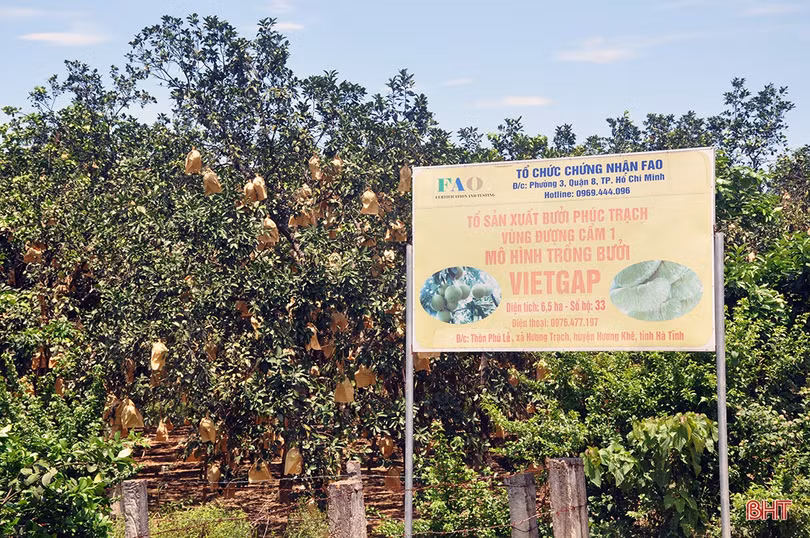 Đặc sản bưởi Phúc Trạch “lên ngôi”, người dân miền núi Hà Tĩnh “đổi đời”!