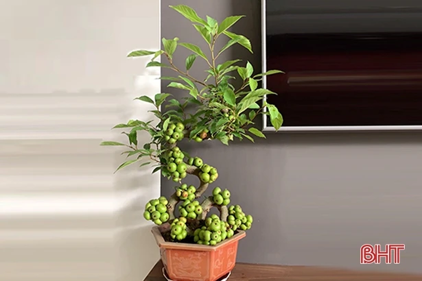 Mua cây cảnh dạo, nhiều người dân Hà Tĩnh “ăn quả lừa”!