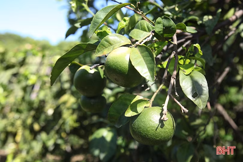 Người thương binh thu nhập hàng trăm triệu đồng nhờ xóa bỏ vườn tạp
