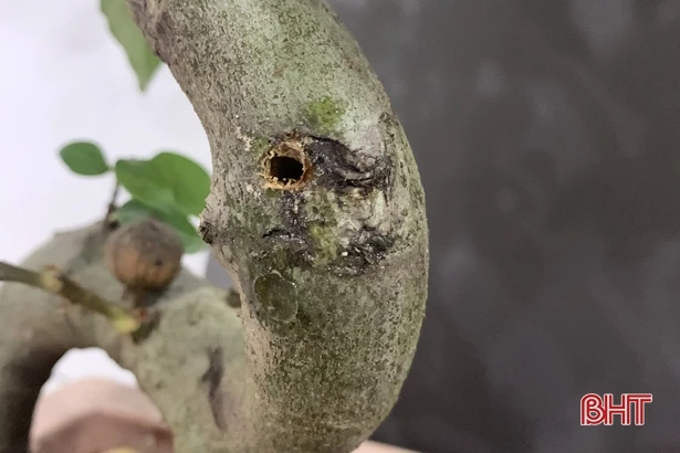 Mua cây cảnh dạo, nhiều người dân Hà Tĩnh “ăn quả lừa”!