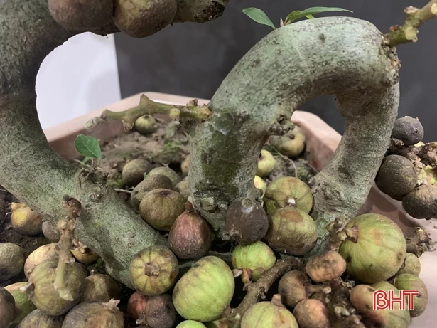 Mua cây cảnh dạo, nhiều người dân Hà Tĩnh “ăn quả lừa”!