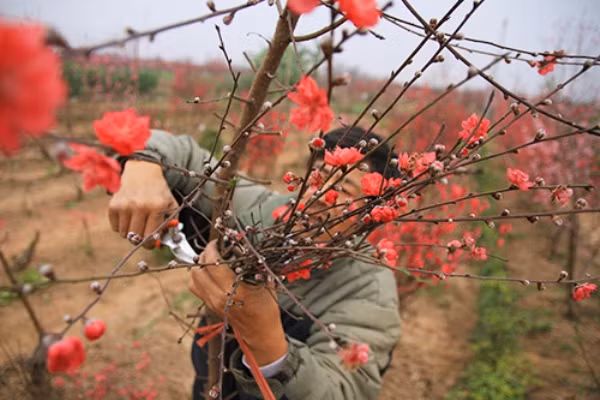 nguoi nguoi mua dao la dot goc nhung lieu ban co biet su that nay