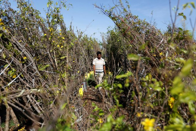 Châu Á rộn ràng đón Tết Nguyên đán Đinh Dậu 2017 ảnh 16 chau a ron rang don tet nguyen dan dinh dau 2017
