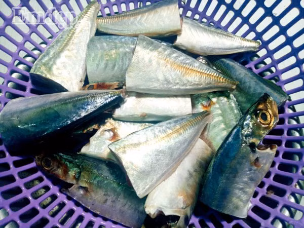 Cá nục kho măng thật ngon, ai cũng gắp không ngừng