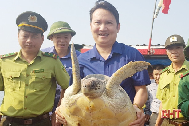 Thả rùa biển nặng 25 kg về môi trường tự nhiên ở Hà Tĩnh