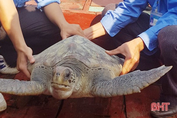Thả rùa biển nặng 25 kg về môi trường tự nhiên ở Hà Tĩnh