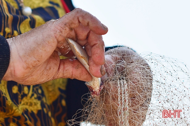 “Săn” cá trích tháng 3, ngư dân Hà Tĩnh thu tiền triệu mỗi ngày