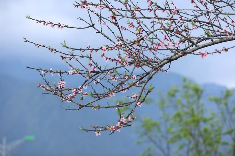 Du khách đổ lên Fansipan chiêm ngưỡng 600 cây đào đồng loạt khoe sắc