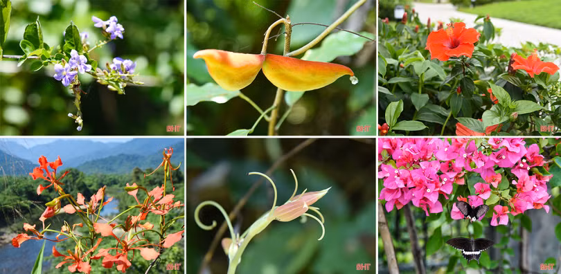 Hương sắc tháng ba…