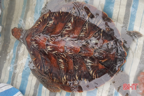 Thả cá thể rùa gần 20 kg xuống biển Cửa Sót