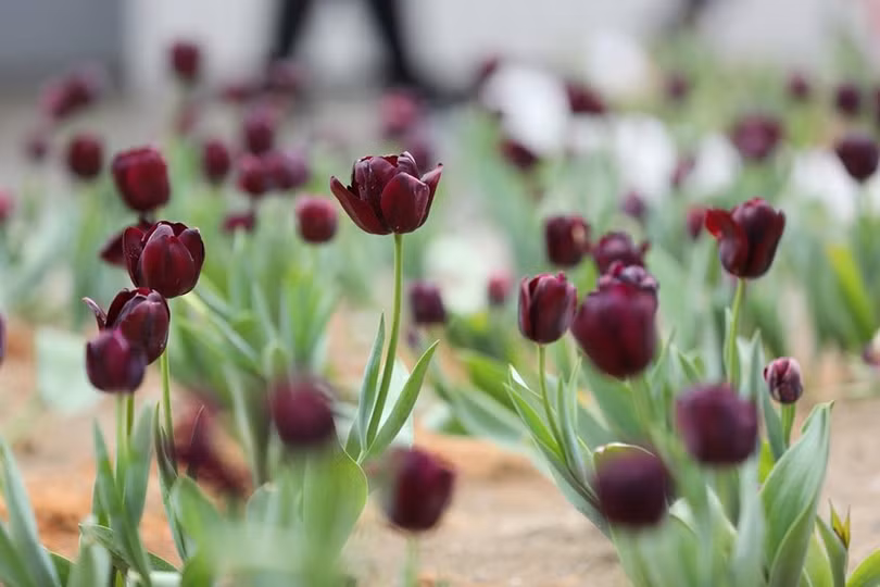 Du khách đổ lên Fansipan chiêm ngưỡng 600 cây đào đồng loạt khoe sắc