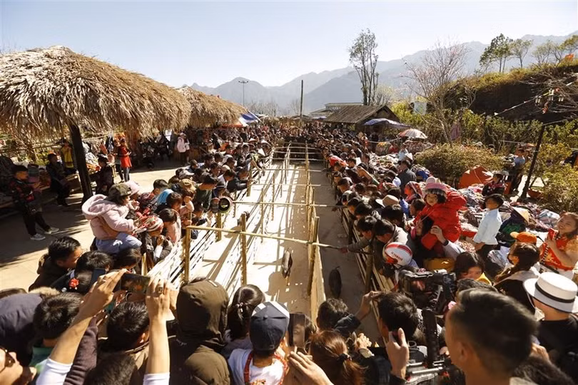 Du khách đổ lên Fansipan chiêm ngưỡng 600 cây đào đồng loạt khoe sắc