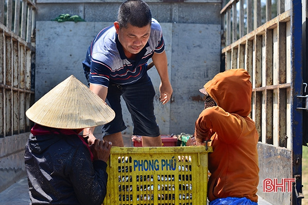 “Săn” cá trích tháng 3, ngư dân Hà Tĩnh thu tiền triệu mỗi ngày