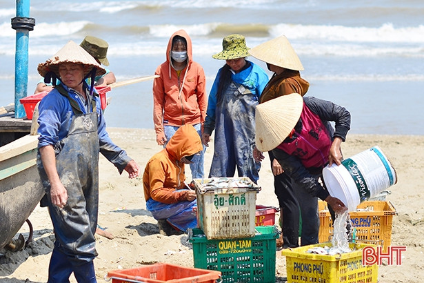 “Săn” cá trích tháng 3, ngư dân Hà Tĩnh thu tiền triệu mỗi ngày