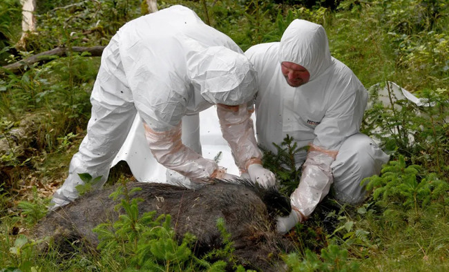 Giải pháp chống dịch tả lợn châu Phi trên thế giới