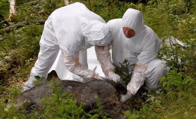 Giải pháp chống dịch tả lợn châu Phi trên thế giới