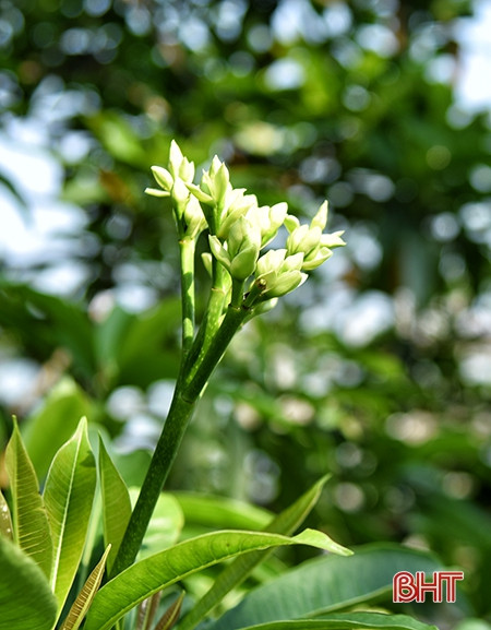 Hương sắc tháng ba…