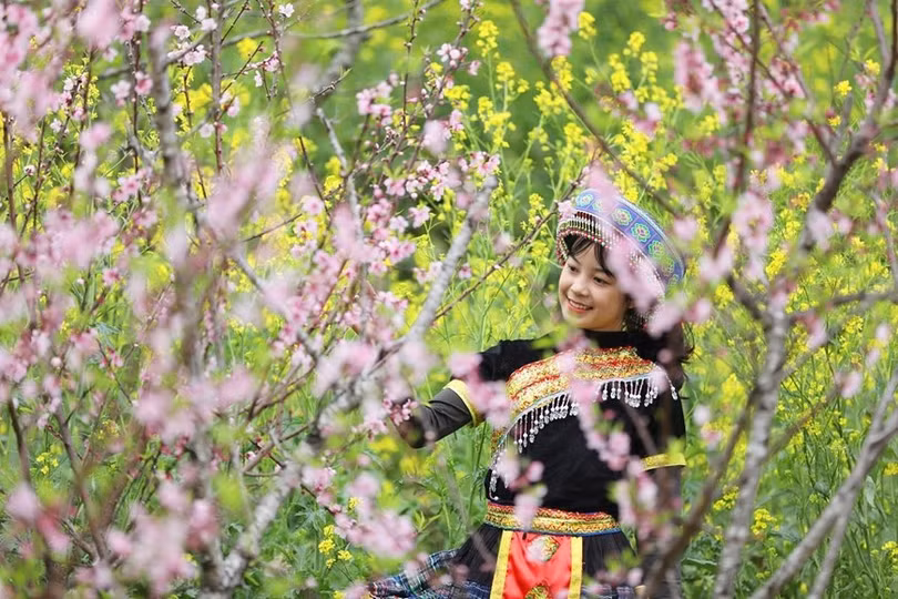 Du khách đổ lên Fansipan chiêm ngưỡng 600 cây đào đồng loạt khoe sắc