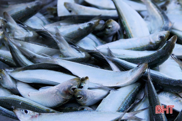 “Săn” cá trích tháng 3, ngư dân Hà Tĩnh thu tiền triệu mỗi ngày