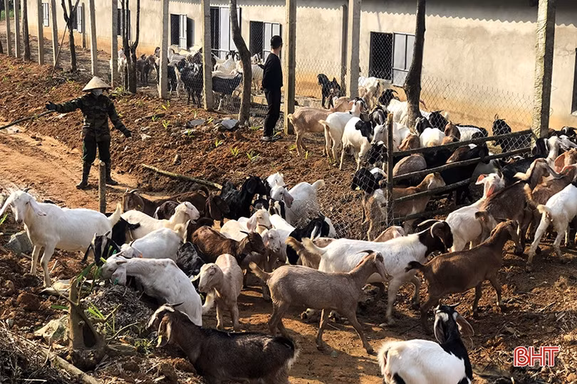 Khám phá trang trại nuôi dê Boer lớn nhất Hà Tĩnh
