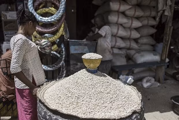 FAO cảnh báo hậu quả đáng kể về an ninh lương thực do xung đột Ukraine