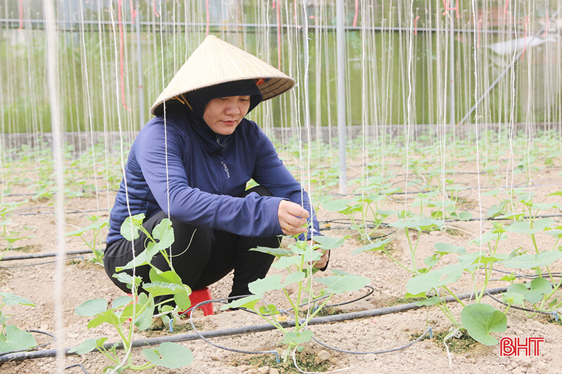 Bà Trần Thị Tuyết (tổ dân phố 3, phường Đại Nài) ổn định cuộc sống nhờ trồng dưa lưới.