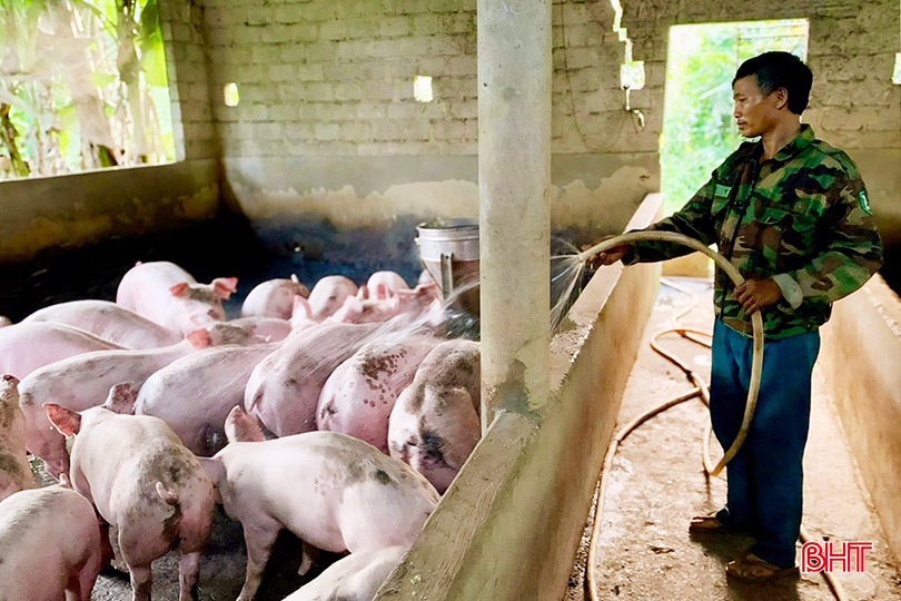 Ông Nguyễn Quang Lĩnh ở thôn Đăng (xã Thọ Điền) đang "giải nhiệt" cho đàn lợn của gia đình.