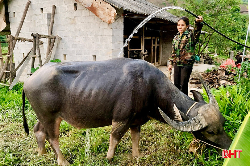 Việc chăm sóc đàn trâu trong mùa nắng được chị Nguyễn Thị Thực ở thôn Ngân Móc (xã Thọ Điền) chú trọng thực hiện.