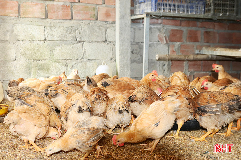 Mùa nắng là thời điểm dễ xảy ra dịch bệnh trên đàn vật nuôi.