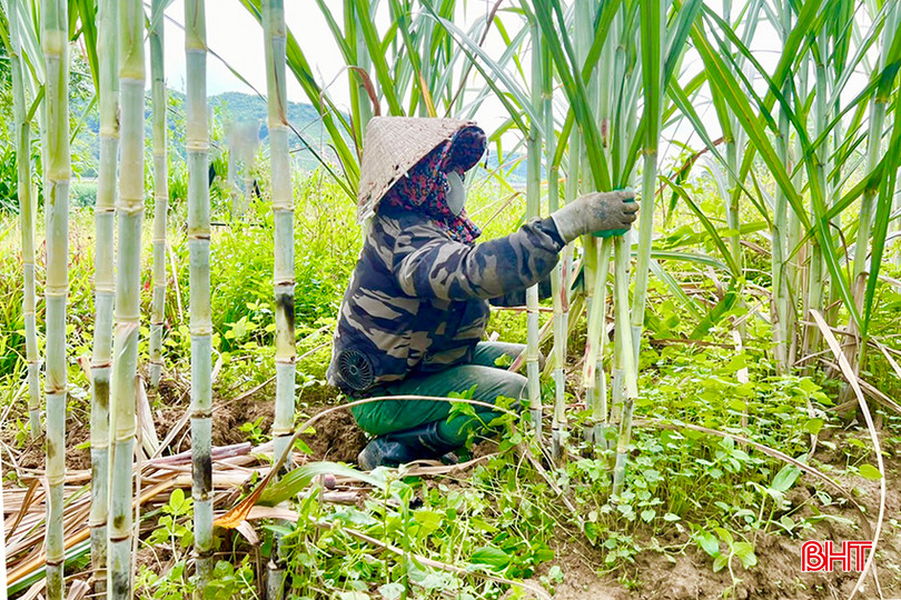 Các diện tích mía của xã Thọ Điền được trồng chủ yếu ở thôn 1, 2 và thôn 3.