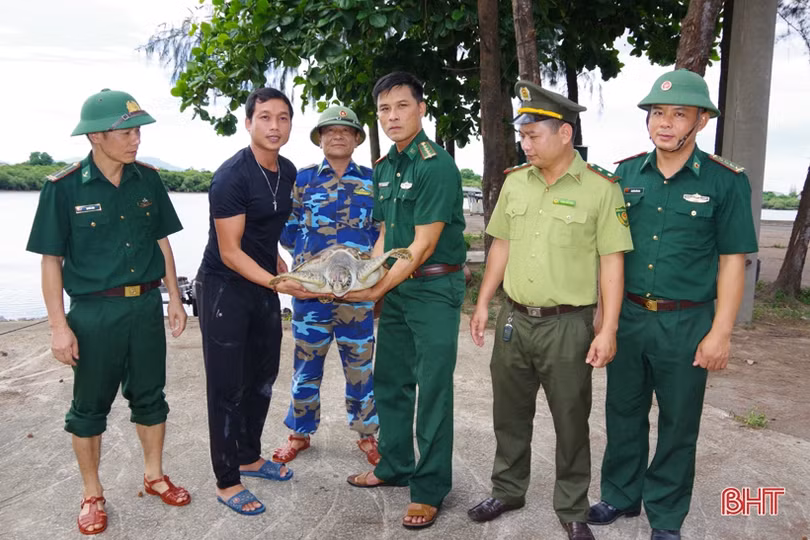 Thả cá thể đồi mồi quý hiếm về với môi trường tự nhiên