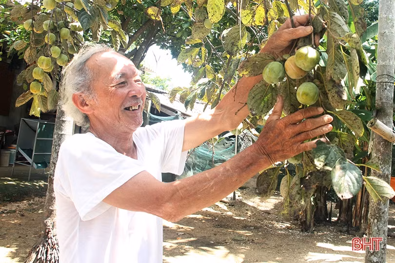 Hồng Đông Lộ chín rộ vườn, ai chậm chân đừng trách... thương lái!