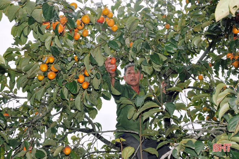 Lạc lối giữa vườn hồng “làm chơi, ăn thật” ở Hương Khê